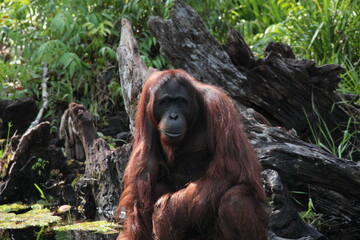 pongo pygmaeus in borneo river 