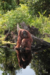 Obraz premium pongo pygmaeus in borneo river 