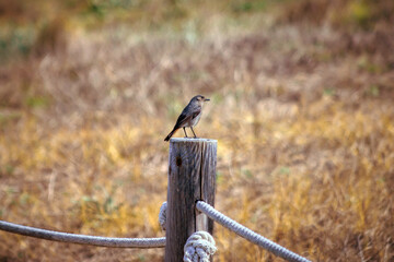 Familiar Chat bird perched on a wood pole, isolated in blurry background. Cercomela familiaris. Oenanthe, small specie Musicapidae from Africa. Nature landscape in brown shades. El Saler, Valencia.