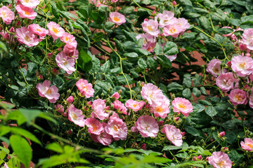 北海道岩見沢市、いわみざわ公園・色彩館で咲き誇るつるバラ【5月】