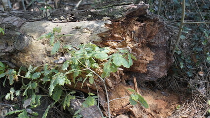 From the dead tree life grows again