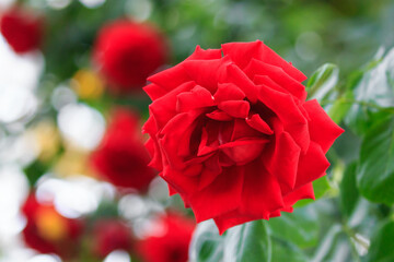 北海道岩見沢市、いわみざわ公園・色彩館で咲き誇る大輪のバラ【5月】