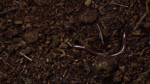 Common blind snake on ground. Blindsnake is very small. Rare snake in the world. Brahminy blind snake on sand.