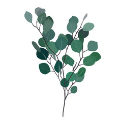 eucalyptus branch