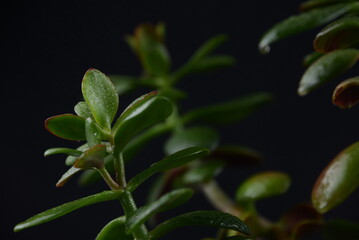 indoor plant beautiful macro photo
