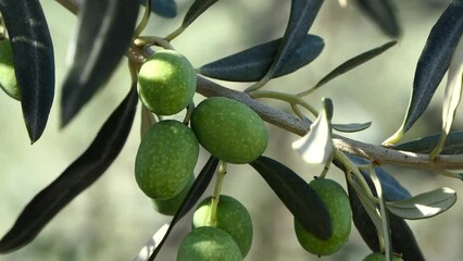 olive tree branch with unripe olives. 4k video - Powered by Adobe