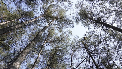 Fototapeta premium trees with branches reaching into the sky