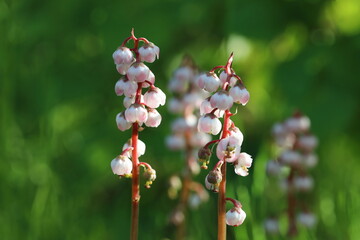 Pyrola minor. Wood lily during flowering in the Arctic part of Russia