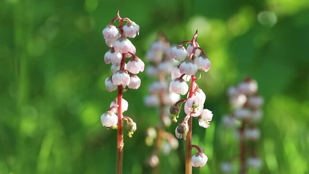 Pyrola minor. Wood lily during flowering in the Arctic part of Siberia