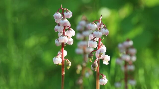Pyrola minor. Shinleaf among the brushwood in the North of Siberia
