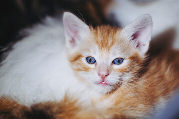 Portrait d'un adorable petit chat roux	