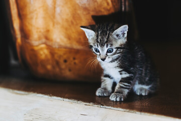 Portrait d'un adorable petit chaton rayé tigré aux yeux bleus