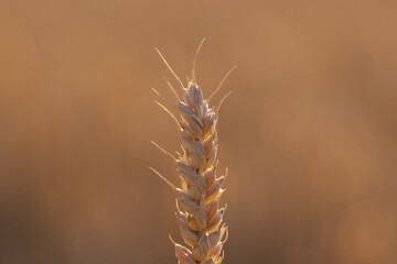 Fototapeta premium close-up of an ear of wheat in golden hour