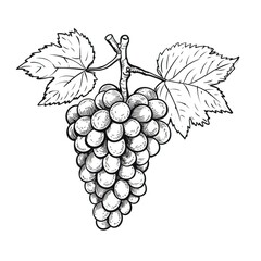 Fototapeta premium fruit grape ai generated