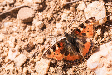 Beautiful orange urticaria butterfly sits on a clay surface.