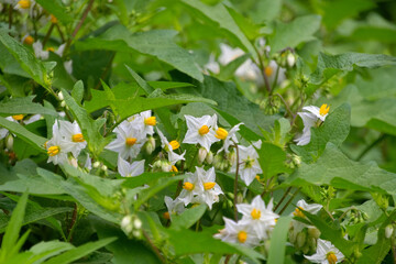 ワルナスビの花