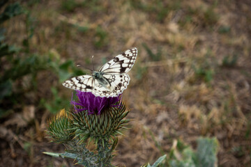 A monarch butterfly feeding Scotch Thistle (Onopordum acanthium)