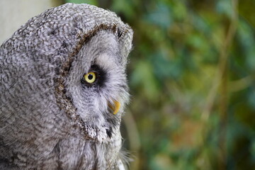 
Great Grey Owl or Lapland Owl (Strix nebulosa) Strigidae family. Vogelpark Walsrode, Germany.
