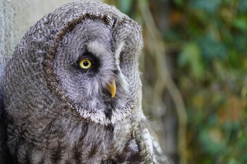 
Great Grey Owl or Lapland Owl (Strix nebulosa) Strigidae family. Vogelpark Walsrode, Germany.
