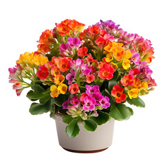 bouquet of flowers in a potted plant PNG.Colorful Kalanchoe Potted Plant transparent.Flower Pot Plant isolated PNG image.desk decoration plant pot.minimalist plant.Generative AI