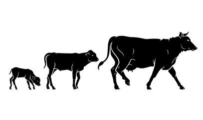Cow or Cattle Growth Stages Silhouette Variations - obrazy, fototapety, plakaty