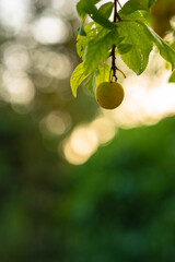 Close-up of a plum tree at sunset