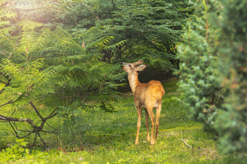 Roe Deer Clearing The Forest
