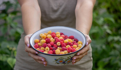 farmer collects raspberries, raspberries in a bowl.