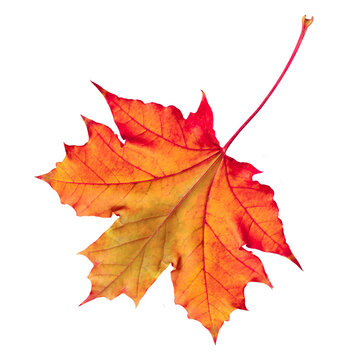 Red maple leaf isolated on transparent background.