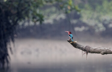 kingfisher bird in Sundarbans.this photo was taken from sundarbans national park,Bangladesh.