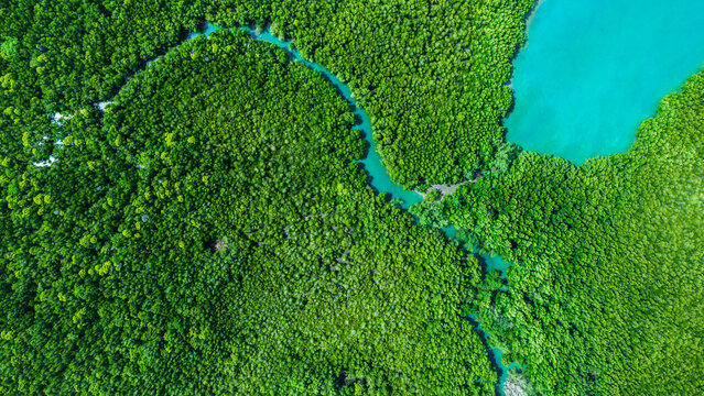 Forest lake landscape. Rainforest ecosystem and healthy environment concept and background, Texture of green tree forest view from above. National park. Green mangrove trees.