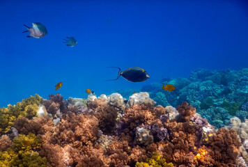 different fishes over colorful corals in deep blue water