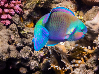 colorful daisy parrot fish near corals during eating in the red sea