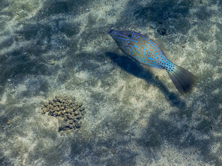 blue scrawled filefish swimming near the sandy seabed in the red sea