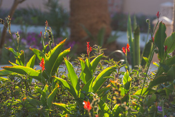 illuminated african arrowroot flowers in warm light during sundown in a resort