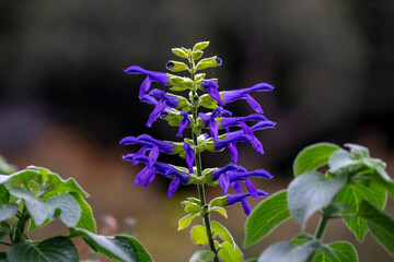 Purple hummingbird sage (salvia guaranitica) flower stem