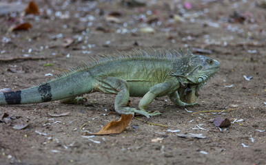 Iguana