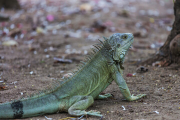 Iguana