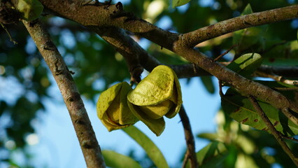 soursop plant flowers are blooming on a branch