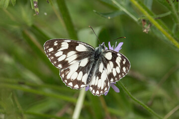Schachbrettfalter