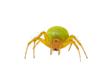 Cucumber green spider isolated on white background, Araniella cucurbitina