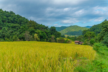 Majestic Mountains and Rice Fields Paint a Picturesque Tapestry in Chiang Mai's Idyllic Countryside