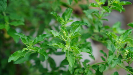 Fototapeta na wymiar Dense leaves of Ocimum Tenuiflorum in the garden