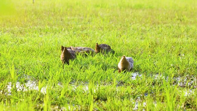 Flock of Rouen Clair or Heavyweight Domesticated Ducks feeding insects in a field with water