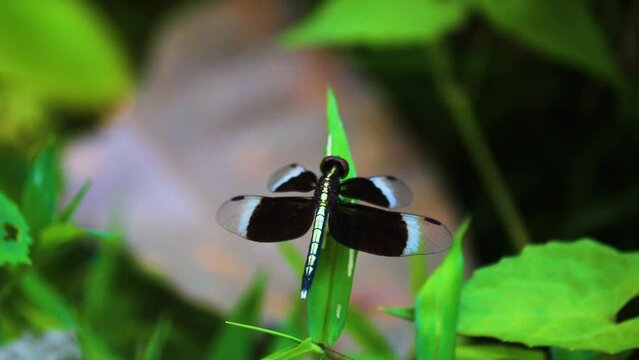 Neurothemis Tulia or pied paddy skimmer Dragonfly resting on a green leaf