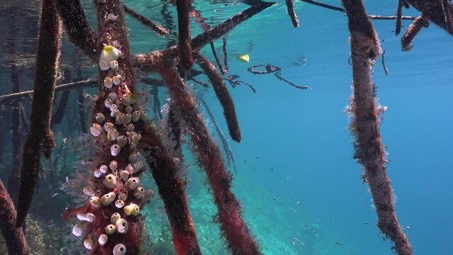 Mangroves underwater and ascidian in shallow water in Raja Ampat