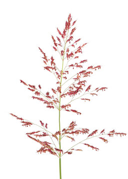 Johnson grass isolated on white background, Sorghum halepense