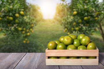 Green tangerine oranges fruit in wooden box isolated on wood table with orange tree plantation background 