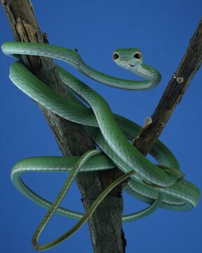 green snake on a tree
