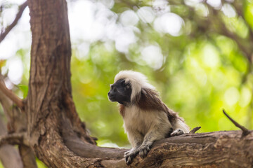 Tamarin